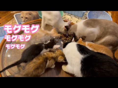 モグモグモグ  チービーズみんな元気ですよ～    2025 06 03 1(YouTube)