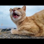 「ニャーって話しかけてきた…」漁港で出会った猫が可愛すぎた(YouTube)