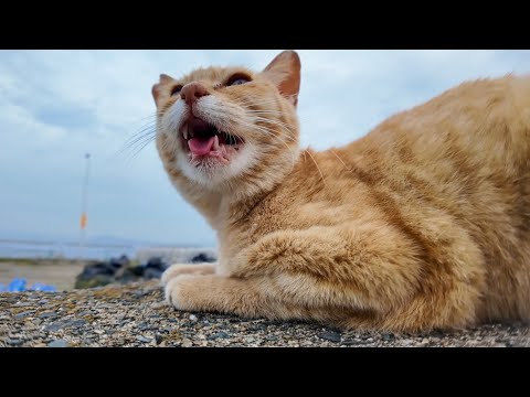 「ニャーって話しかけてきた…」漁港で出会った猫が可愛すぎた(YouTube)