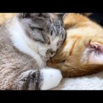 とっても優しい男の子猫たちのおかげで姫猫も末っ子猫も自由な甘えん坊に育ってます(YouTube)