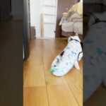 高速恐竜猫ダッシュ🦖💨　#cats(YouTube)