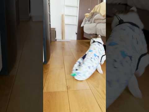 高速恐竜猫ダッシュ🦖💨　#cats(YouTube)