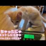アタチ太っちゃったかちら？ ダイエットするニャン   泥の中からレスキューされたモグ   2025 06 30 1(YouTube)