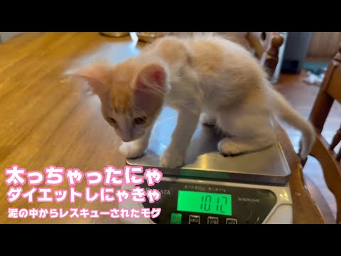 アタチ太っちゃったかちら？ ダイエットするニャン   泥の中からレスキューされたモグ   2025 06 30 1(YouTube)