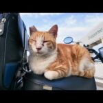 感動猫動画 のライブ配信(YouTube)