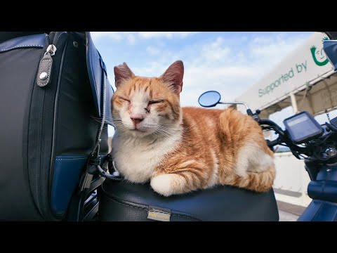 感動猫動画 のライブ配信(YouTube)