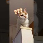 ママの言葉に首をかしげる猫トロしゃんが可愛い！ #shorts(YouTube)