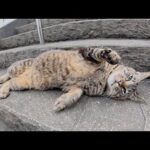 神社の階段でコテンと寝転んで甘えてくるキジトラ猫(YouTube)