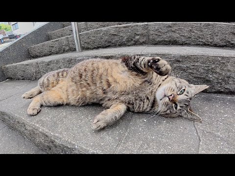 神社の階段でコテンと寝転んで甘えてくるキジトラ猫(YouTube)