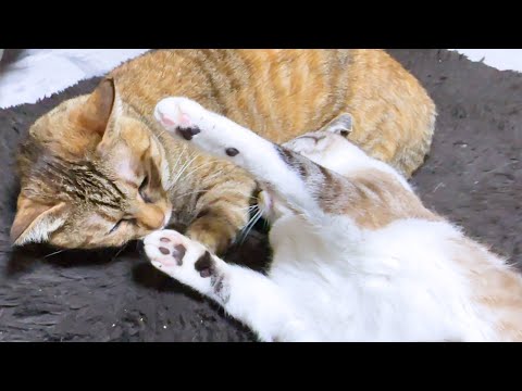 癒しオーラ全開の猫の周りは猫たちが集まりイタズラをされても動じません(笑)(YouTube)