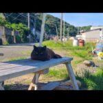 感動猫動画 のライブ配信(YouTube)