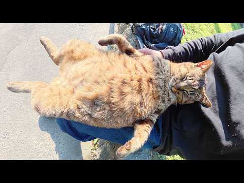 太ったキジトラ猫が人間のひざの上でお腹丸出しでくつろぐ(YouTube)