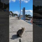 猫島で波止場に座ると猫に取り囲まれた #ImpressedCatVideo #catisland #猫(YouTube)