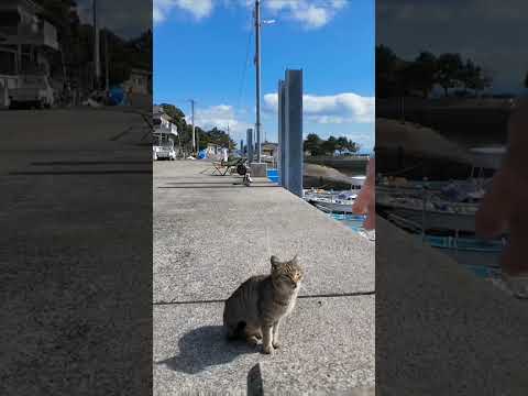 猫島で波止場に座ると猫に取り囲まれた #ImpressedCatVideo #catisland #猫(YouTube)