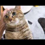 就寝前に突然エンジェルボイスで甘える猫が可愛すぎました(YouTube)