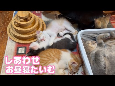 幸せいっぱい お昼寝たいむニャリ   2025 06 07 2(YouTube)