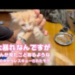 大暴れなんですが なんかどこかで見たような・・・  泥の中からレスキューされたモグ   2025 06 15 1(YouTube)