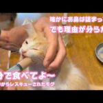 お鼻は詰まってるけどなんで自分で食べないのか不明  泥の中からレスキューされたモグ   2025 06 20 1(YouTube)