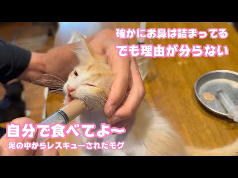 お鼻は詰まってるけどなんで自分で食べないのか不明  泥の中からレスキューされたモグ   2025 06 20 1(YouTube)
