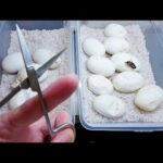 エッグチョキチョキ(YouTube)