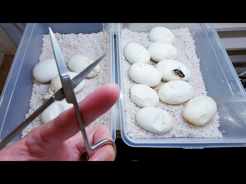 エッグチョキチョキ(YouTube)
