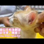 目を閉じても注射は痛いのです。残念！  泥の中からレスキューされたモグ  2025 06 22 2(YouTube)