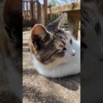 山の上の展望台広場のベンチには猫がいて歩いて登ってきた人達を癒やしてくれます(YouTube)