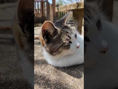 山の上の展望台広場のベンチには猫がいて歩いて登ってきた人達を癒やしてくれます(YouTube)