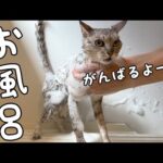2番目のシャンプーはマロちゃんです！！(YouTube)