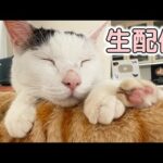 6/8 夜の猫たちと生配信！(YouTube)