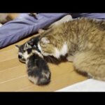子猫のご飯を羨ましそうに見つめる猫(YouTube)