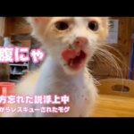 満腹ニャ  食べ方忘れた説浮上中  泥の中からレスキューされたモグ  2025 06 24 2(YouTube)