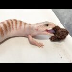 【生後9日目】赤ちゃんトカゲが爆食すぎて…すでに急成長してきた【キタアオジタトカゲ】(YouTube)
