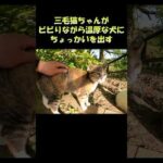 三毛猫ちゃんがビビりながら温厚な犬にちょっかいを出す #猫 #cat #ねこ(YouTube)