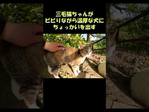 三毛猫ちゃんがビビりながら温厚な犬にちょっかいを出す #猫 #cat #ねこ(YouTube)