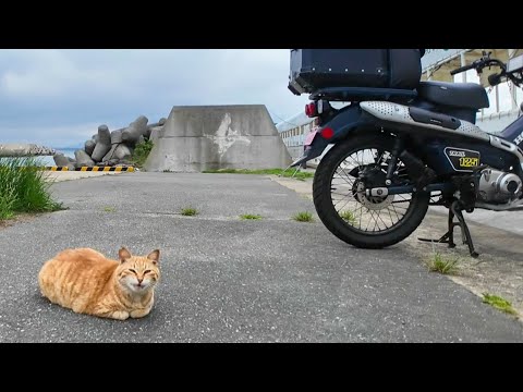 バイクで帰ろうとしたら…猫が待ち伏せしてたんだけどwww(YouTube)
