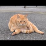 感動猫動画 のライブ配信(YouTube)