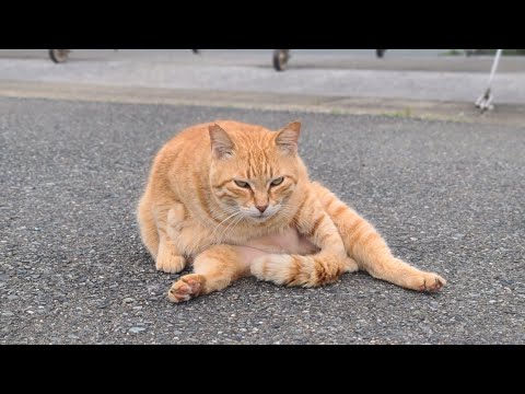 感動猫動画 のライブ配信(YouTube)