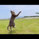 ねこじやらしに興奮して宙を舞う猫達(YouTube)