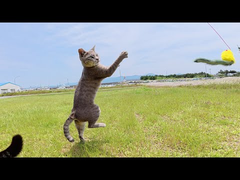 ねこじやらしに興奮して宙を舞う猫達(YouTube)