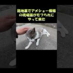 路地裏でアメショー模様の現場猫がモフられにやって来た #猫 #ネコ #cat(YouTube)
