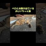 ベロとお腹が出ているおじいちゃん猫 #猫 #ネコ #cat(YouTube)