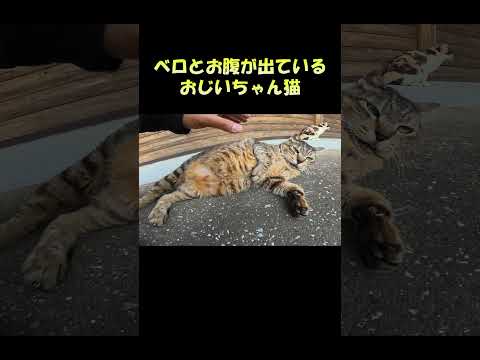 ベロとお腹が出ているおじいちゃん猫 #猫 #ネコ #cat(YouTube)