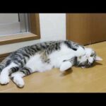 子猫がお母さんに甘えているのを見て拗ねる猫(YouTube)