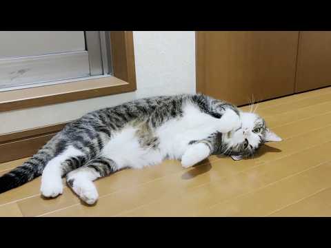 子猫がお母さんに甘えているのを見て拗ねる猫(YouTube)