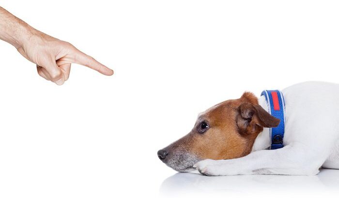 犬との関係が最悪な状態になる『絶対NG行為』5選　飼い主の行きすぎた行動が愛犬の負担になっていることも…(ブログ)