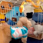 犬のケージに『大量のぬいぐるみを入れてみた』結果→ブチぎれた後…あまりにも可愛い行動が３万再生「笑っちゃったｗ」「ニヤニヤする」と反響(ブログ)