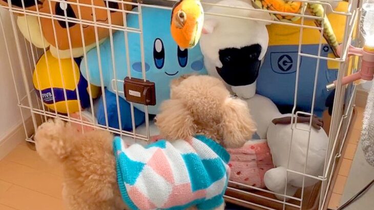 犬のケージに『大量のぬいぐるみを入れてみた』結果→ブチぎれた後…あまりにも可愛い行動が３万再生「笑っちゃったｗ」「ニヤニヤする」と反響(ブログ)