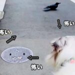 お散歩中の犬がネズミと遭遇→突然カラスも現れて…身動きが取れない『まさかの光景』が14万再生「かわいくて笑った」「吹いたｗ」と反響(ブログ)