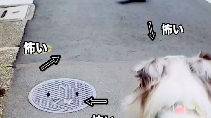 お散歩中の犬がネズミと遭遇→突然カラスも現れて…身動きが取れない『まさかの光景』が14万再生「かわいくて笑った」「吹いたｗ」と反響(ブログ)